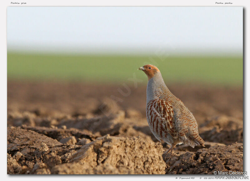 Grey Partridge, identification