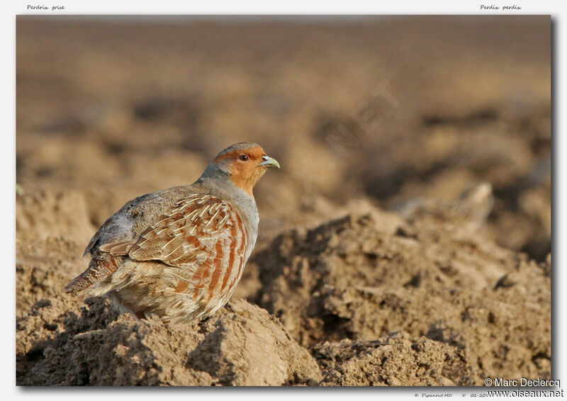 Grey Partridge, identification