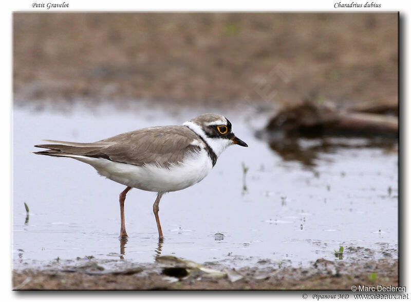 Little Ringed Plover