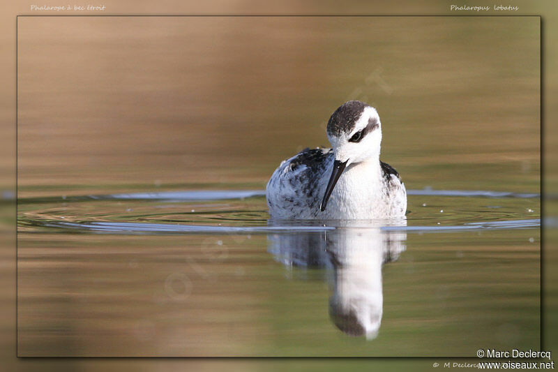 Phalarope à bec étroitjuvénile, identification