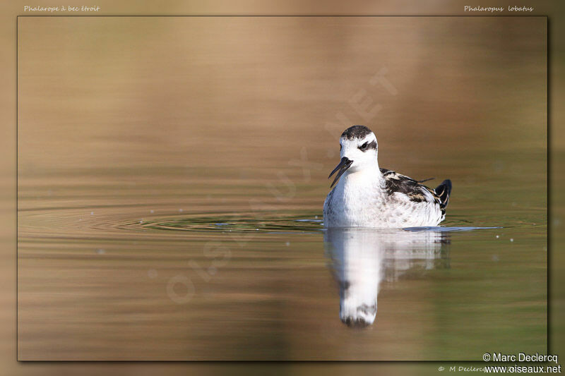 Phalarope à bec étroitimmature, identification