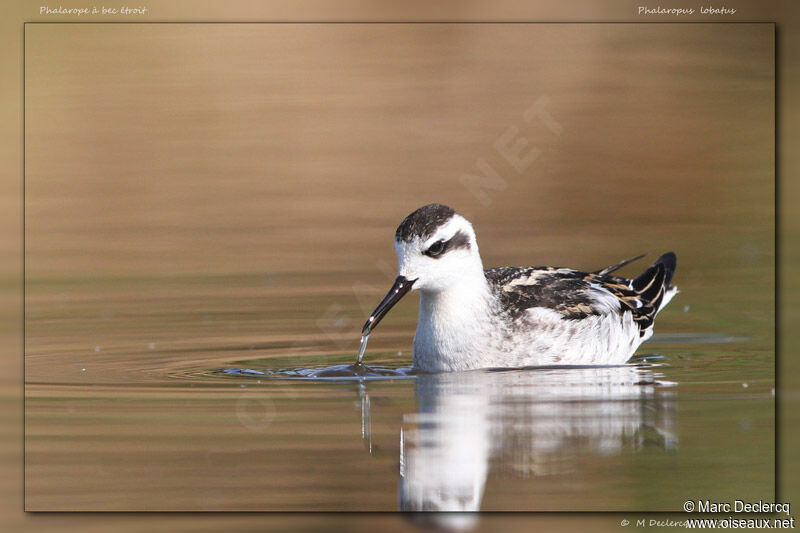 Phalarope à bec étroitimmature, identification