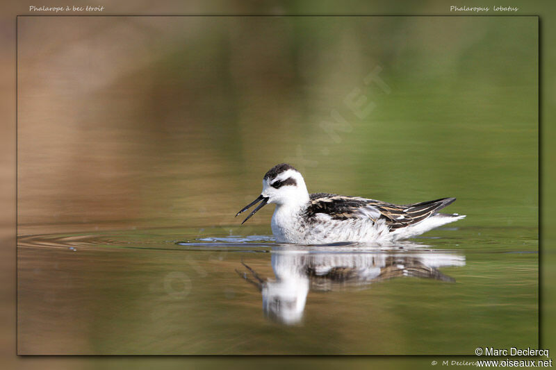 Phalarope à bec étroitimmature, identification