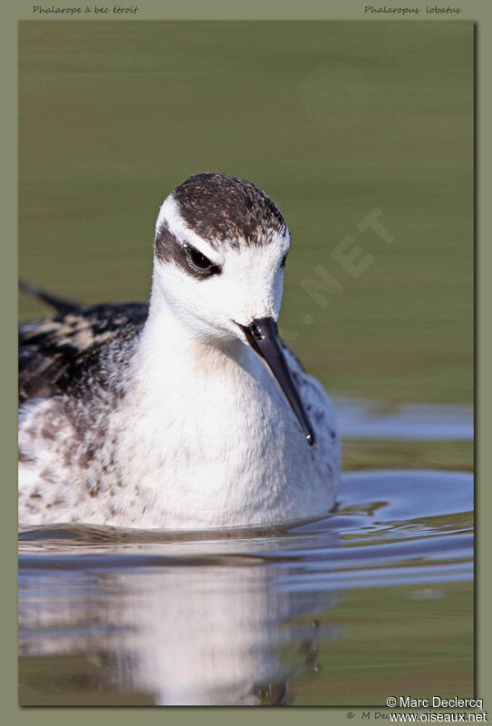 Phalarope à bec étroitimmature, identification