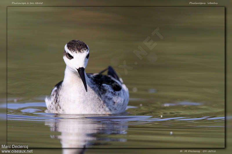 Red-necked Phalaropeimmature, close-up portrait