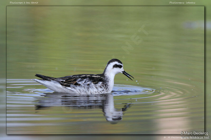 Phalarope à bec étroitimmature, identification