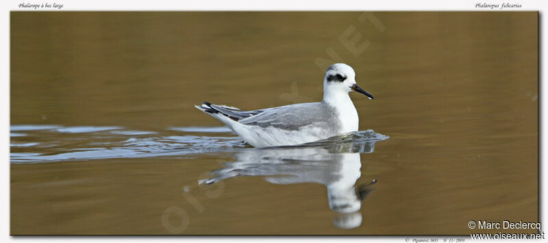 Phalarope à bec large, identification