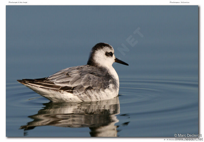 Red Phalarope, identification