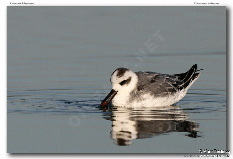 Red Phalarope, identification, feeding habits