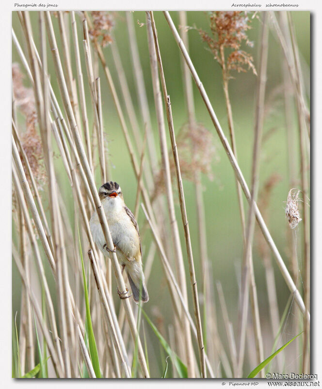 Sedge Warbler, identification