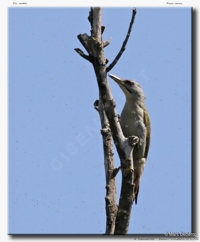 Grey-headed Woodpecker male adult, identification