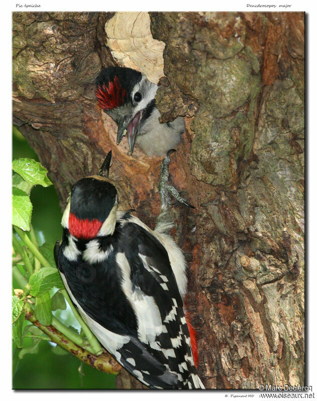 Great Spotted Woodpecker male adult, Behaviour