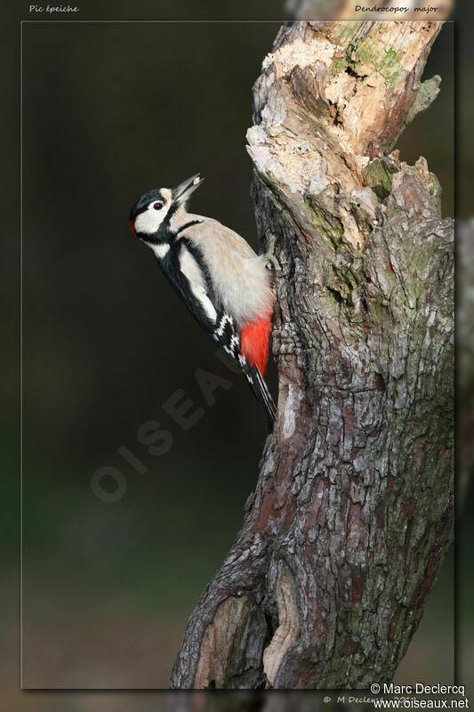 Great Spotted Woodpecker male, identification