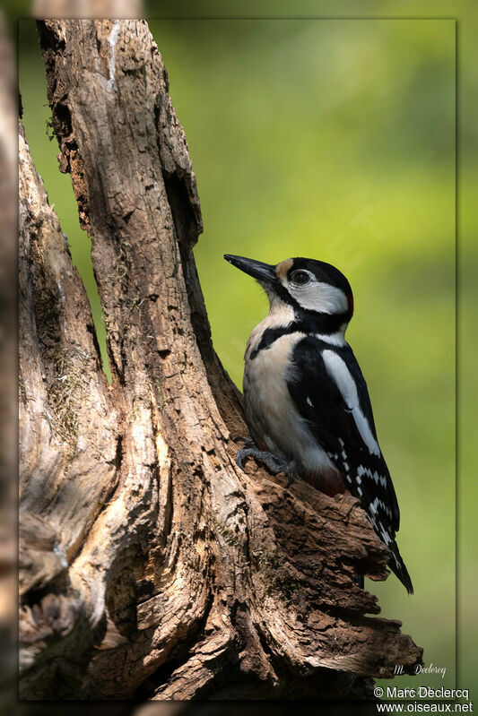 Great Spotted Woodpecker