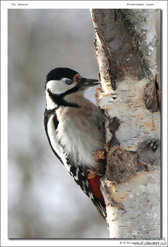 Great Spotted Woodpecker, identification