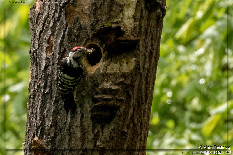 Lesser Spotted Woodpecker