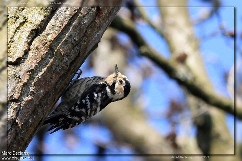 Lesser Spotted Woodpecker female adult, identification