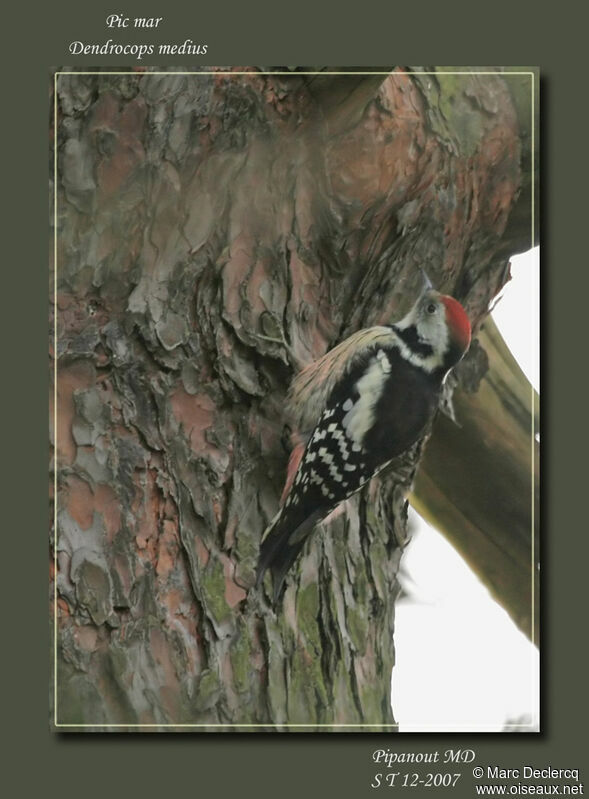 Middle Spotted Woodpeckeradult, identification