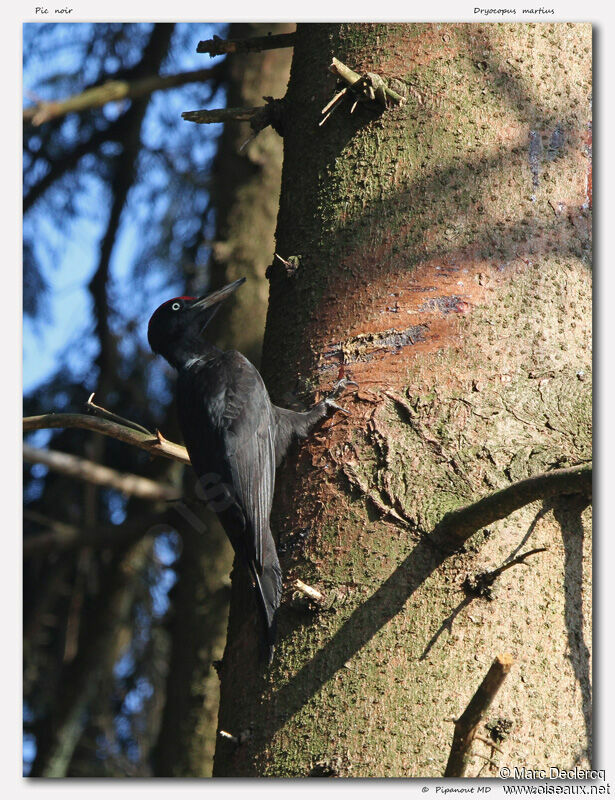 Black Woodpecker, identification