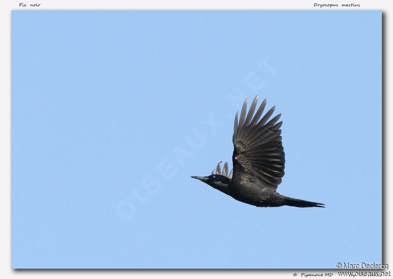 Black Woodpecker, Flight