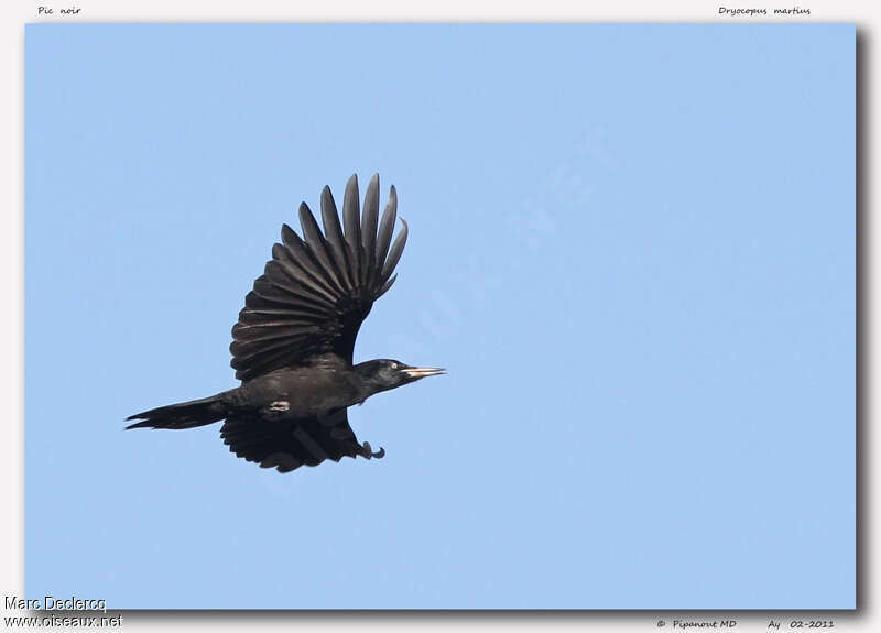 Black Woodpeckeradult, Flight