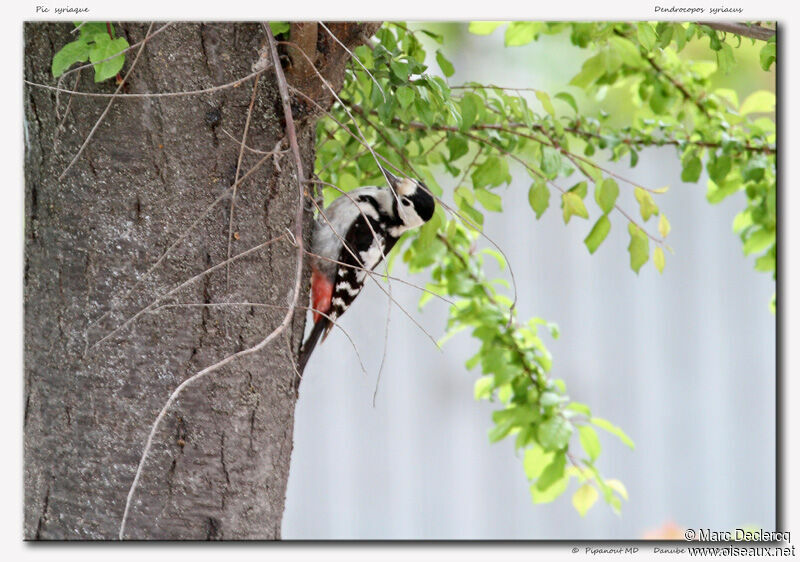 Syrian Woodpecker, identification