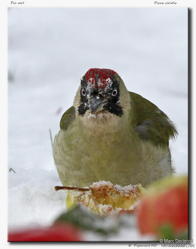 European Green Woodpecker female adult, Behaviour