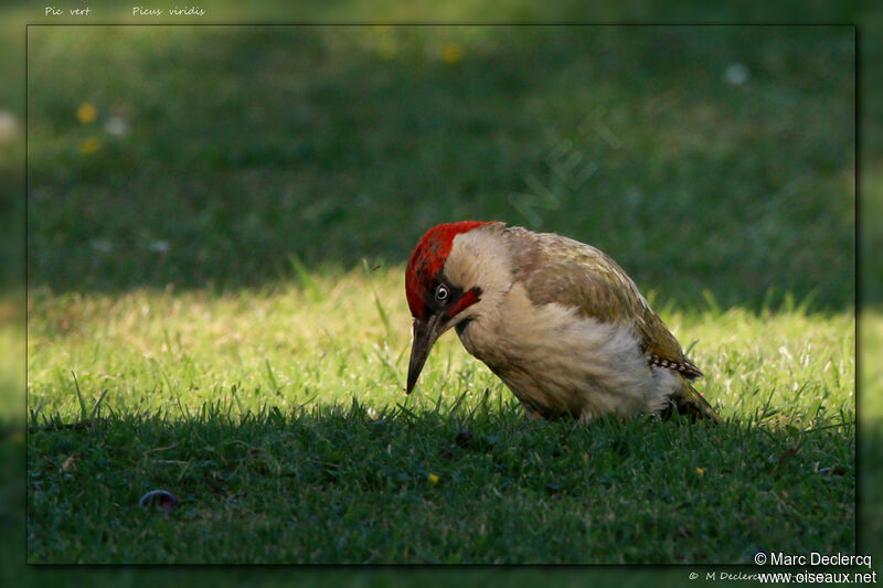 Pic vert mâle, identification