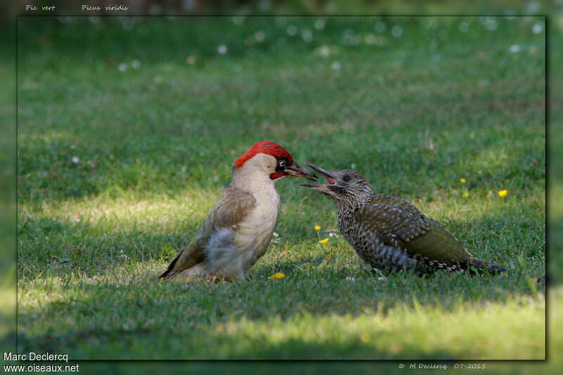 Pic vert, mange, Comportement