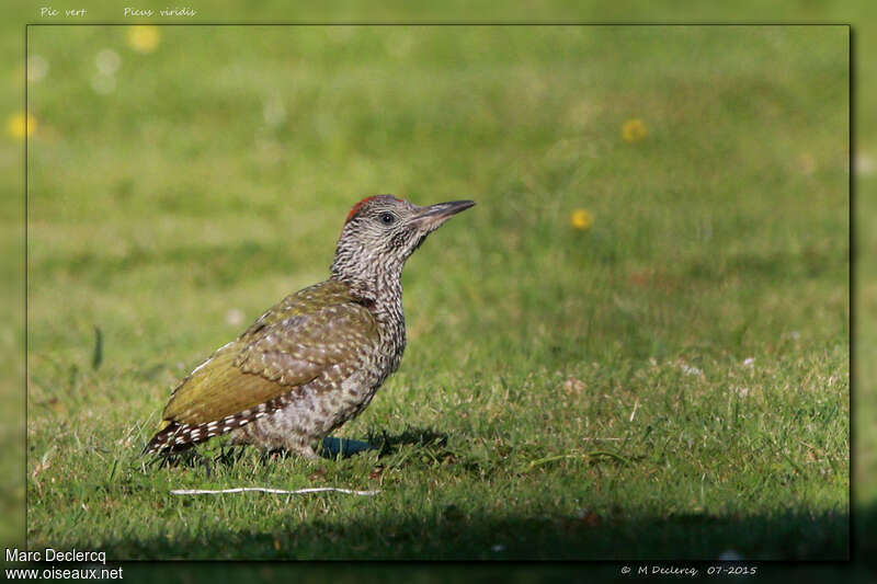 European Green Woodpeckerjuvenile, identification