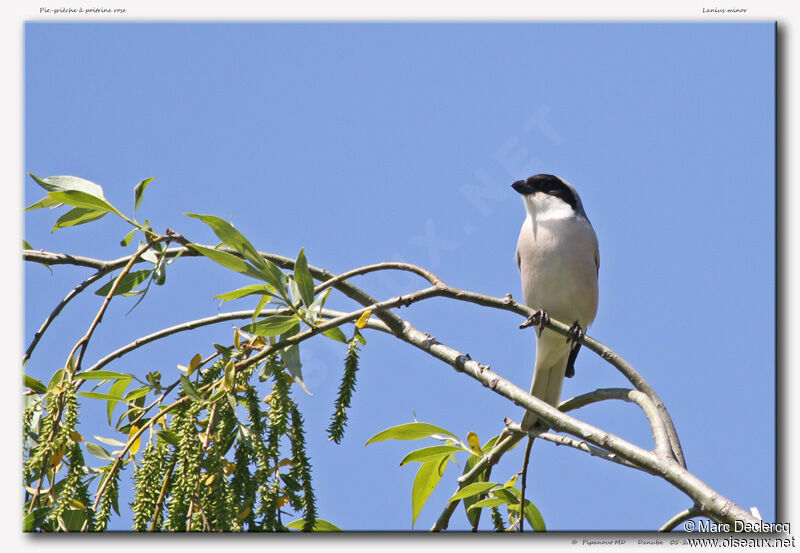 Lesser Grey Shrikeadult, identification