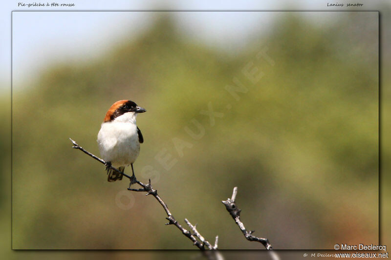 Woodchat Shrike, identification