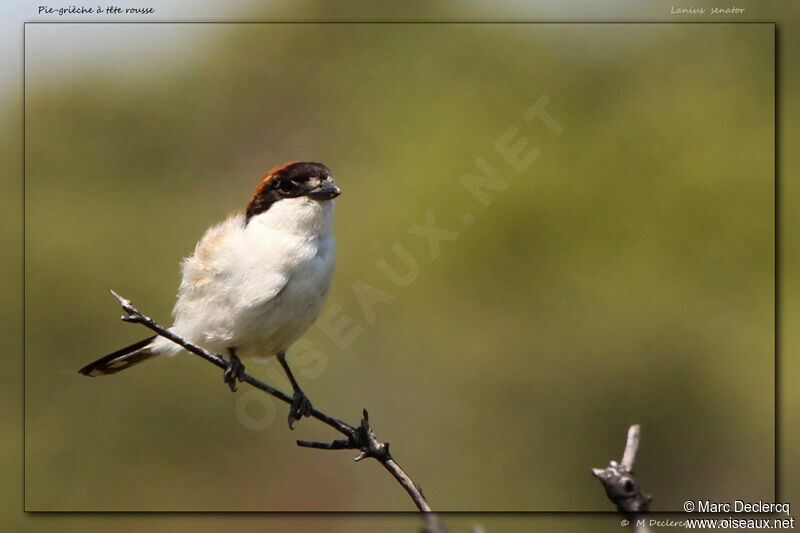 Woodchat Shrike, identification