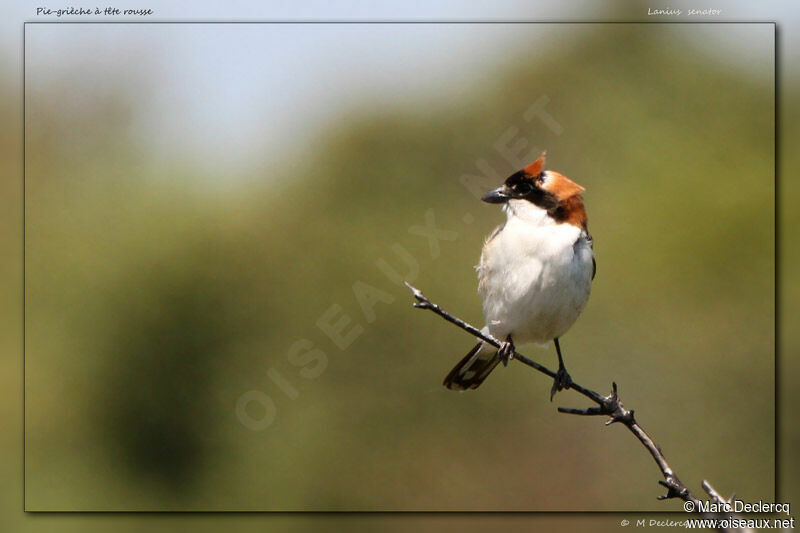 Pie-grièche à tête rousse, identification