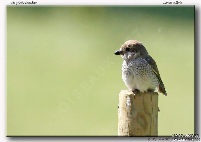 Red-backed Shrike female adult