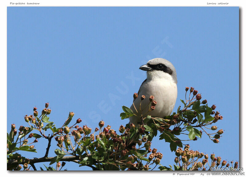 Pie-grièche écorcheur, identification