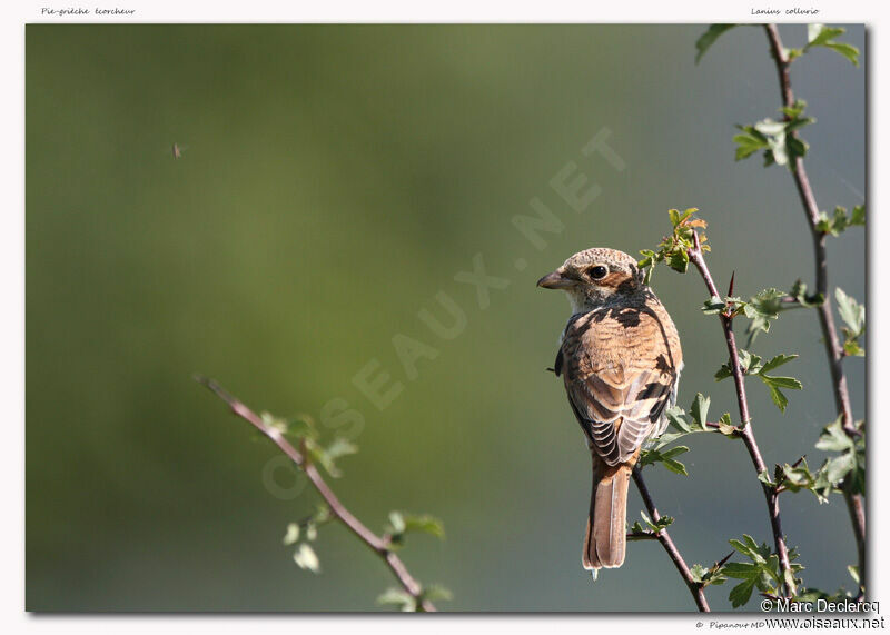 Pie-grièche écorcheur, identification