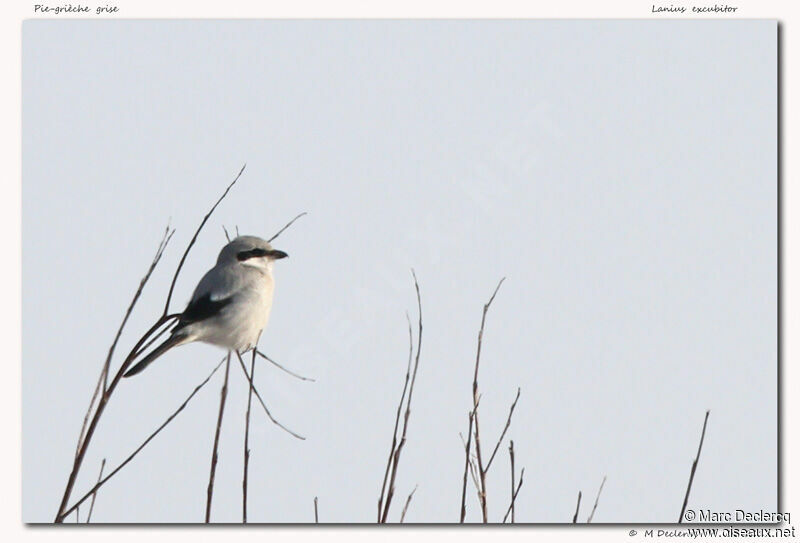 Pie-grièche grise, identification