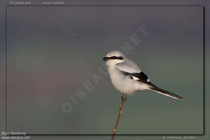 Great Grey Shrike male adult, identification