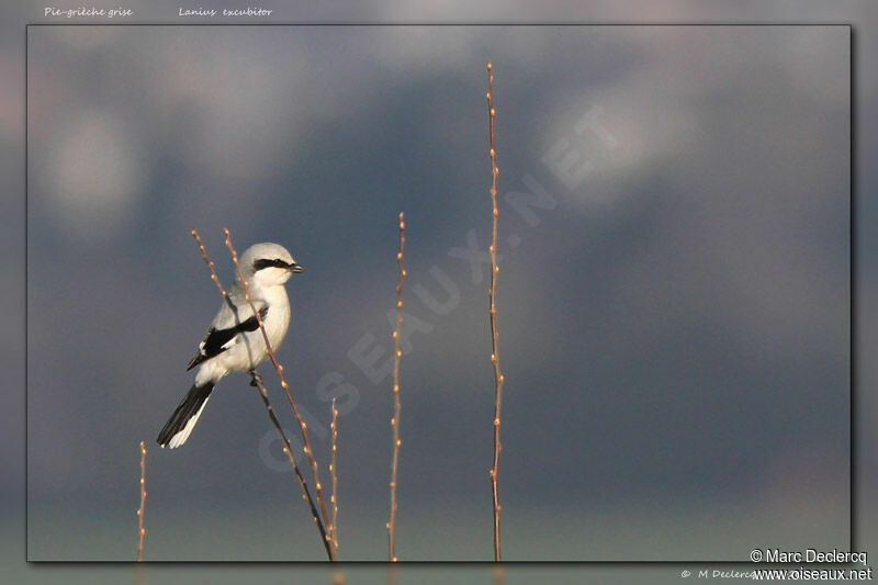 Great Grey Shrike