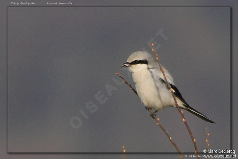 Great Grey Shrike