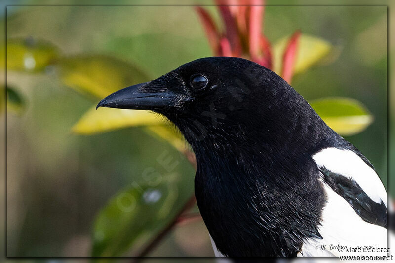 Eurasian Magpie