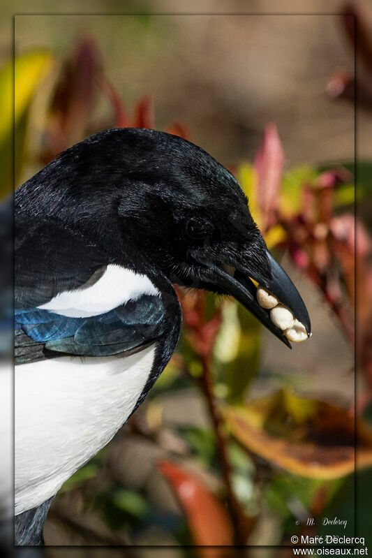 Eurasian Magpie