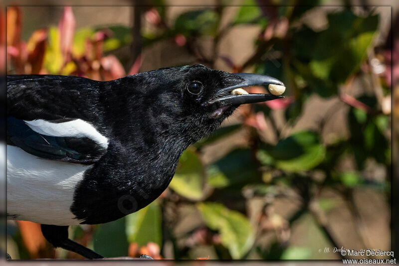 Eurasian Magpie