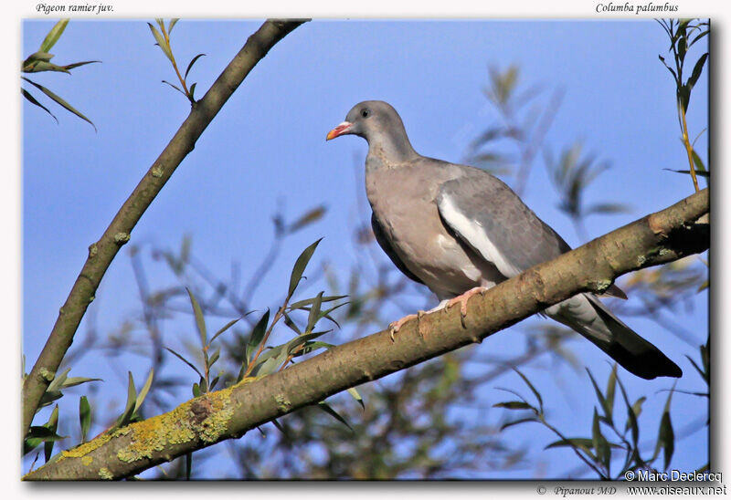 Pigeon ramierjuvénile, identification