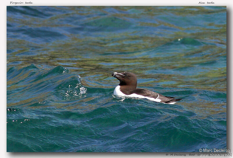 Pingouin torda, identification