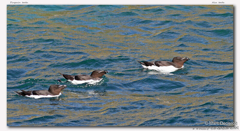 Pingouin torda, identification