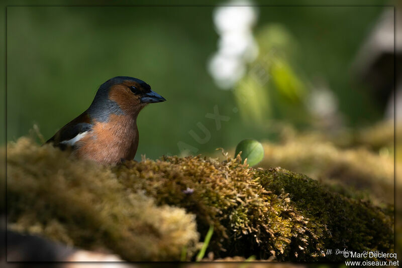 Eurasian Chaffinch