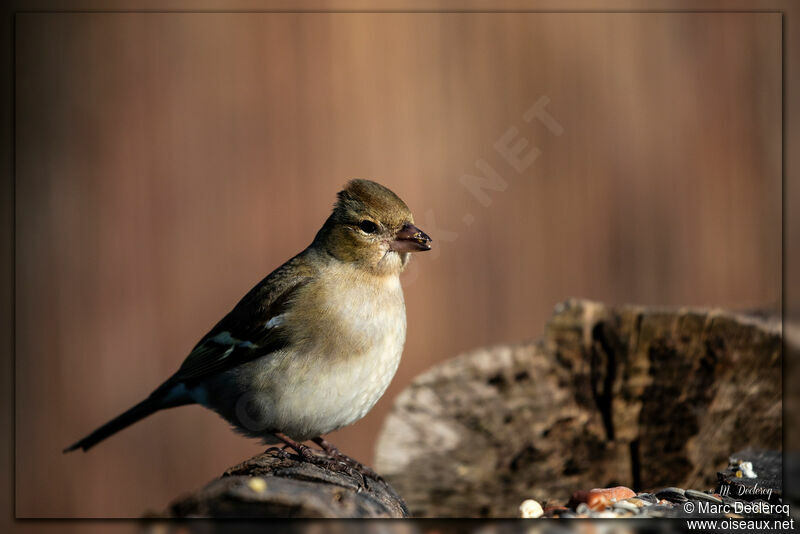 Eurasian Chaffinch