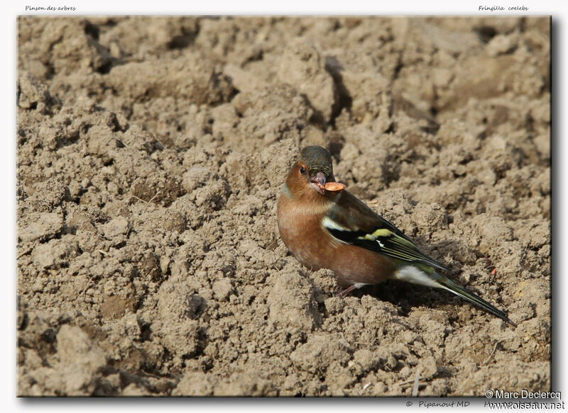 Eurasian Chaffinch, identification